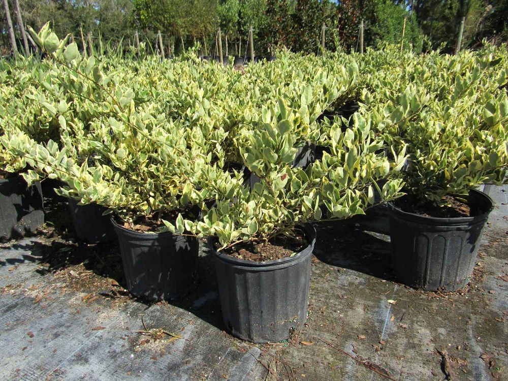 ligustrum-japonicum-jack-frost-japanese-privet-wax-leaf-ligustrum