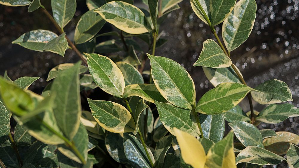 ligustrum-japonicum-jack-frost-japanese-privet-wax-leaf-ligustrum