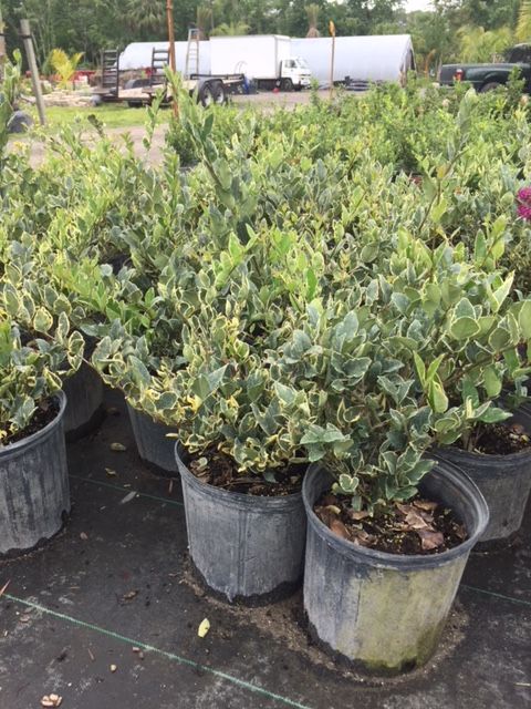 ligustrum-japonicum-jack-frost-japanese-privet-wax-leaf-ligustrum