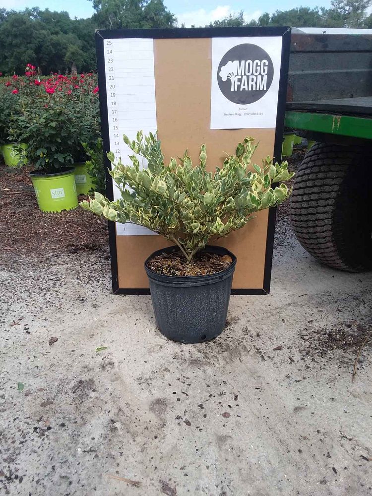 ligustrum-japonicum-jack-frost-japanese-privet-wax-leaf-ligustrum