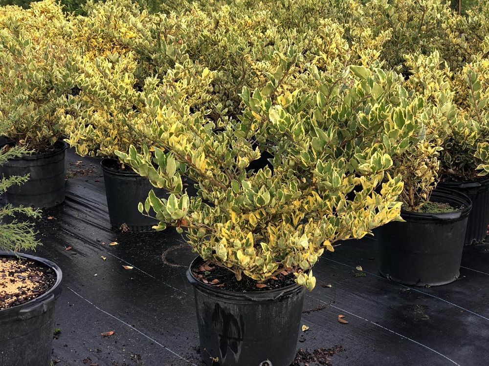 ligustrum-japonicum-jack-frost-japanese-privet-wax-leaf-ligustrum