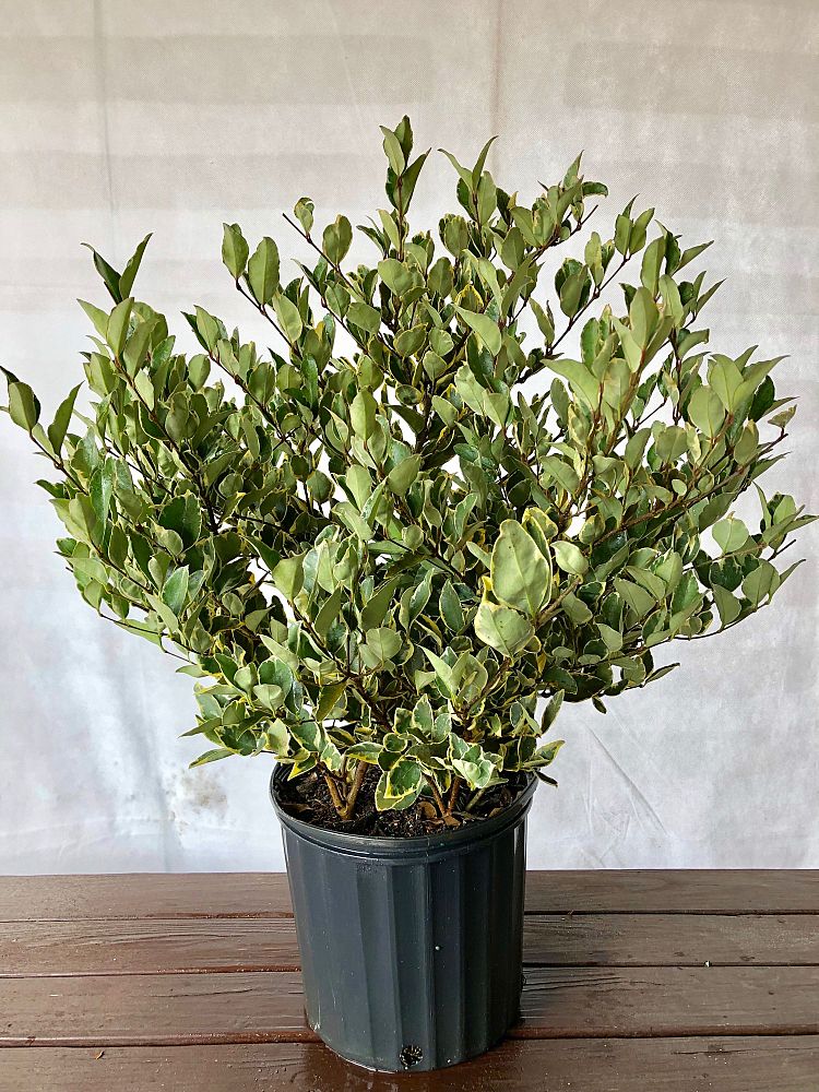 ligustrum-japonicum-jack-frost-japanese-privet-wax-leaf-ligustrum