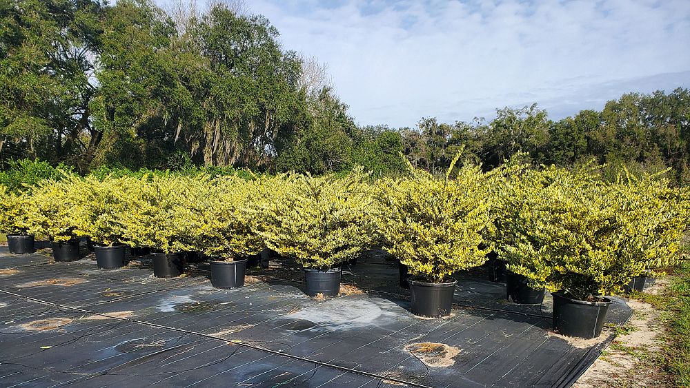 ligustrum-japonicum-jack-frost-japanese-privet-wax-leaf-ligustrum