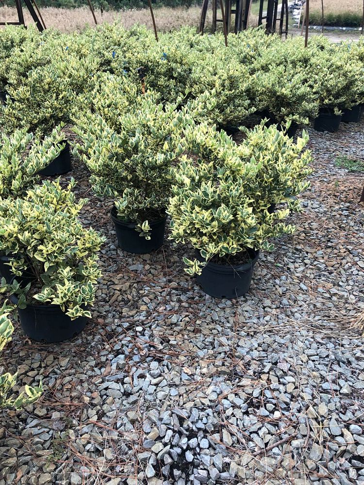 ligustrum-japonicum-jack-frost-japanese-privet-wax-leaf-ligustrum