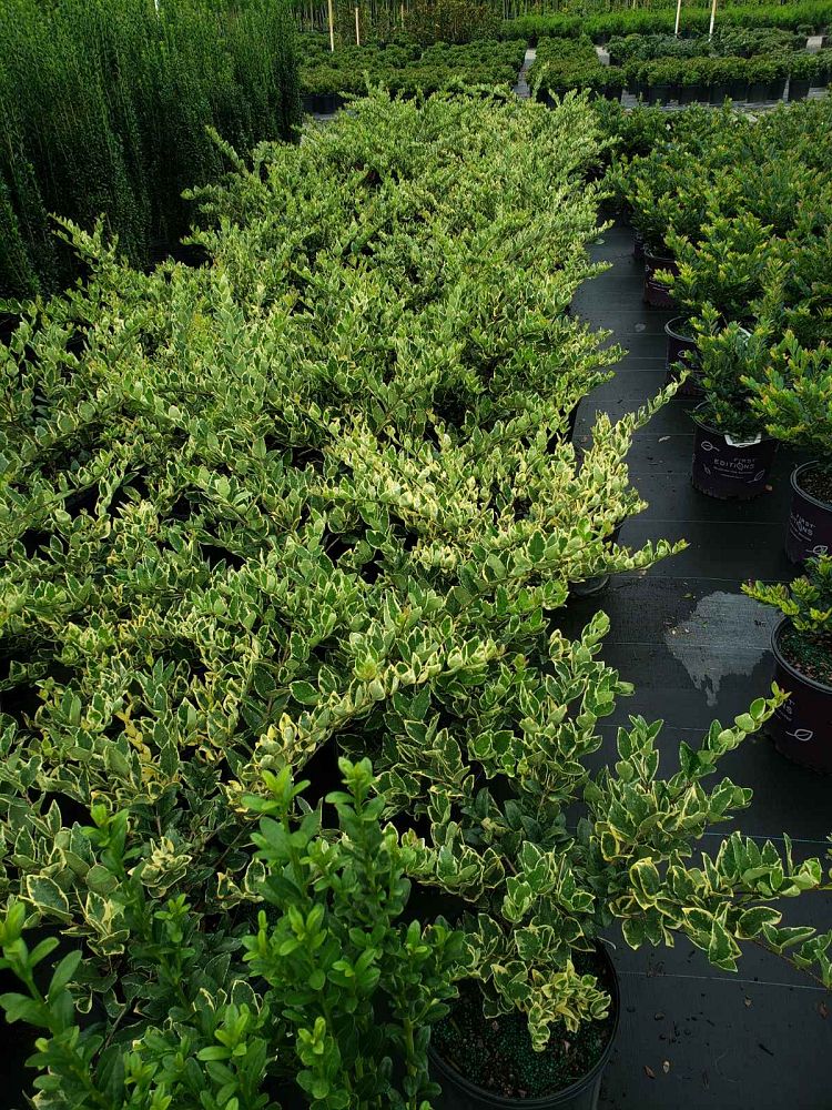 ligustrum-japonicum-jack-frost-japanese-privet-wax-leaf-ligustrum