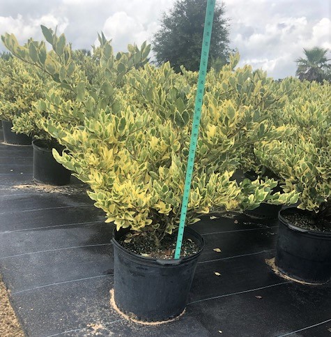 ligustrum-japonicum-jack-frost-japanese-privet-wax-leaf-ligustrum