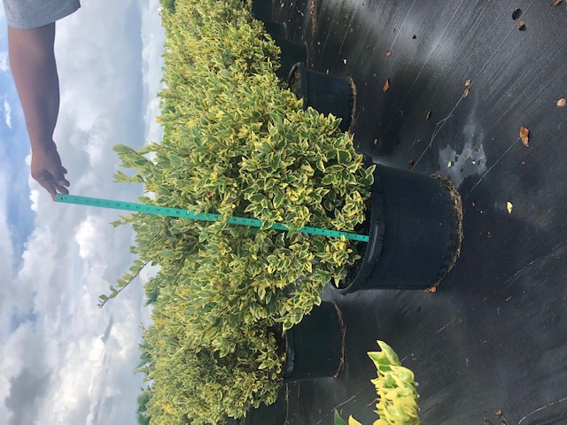 ligustrum-japonicum-jack-frost-japanese-privet-wax-leaf-ligustrum
