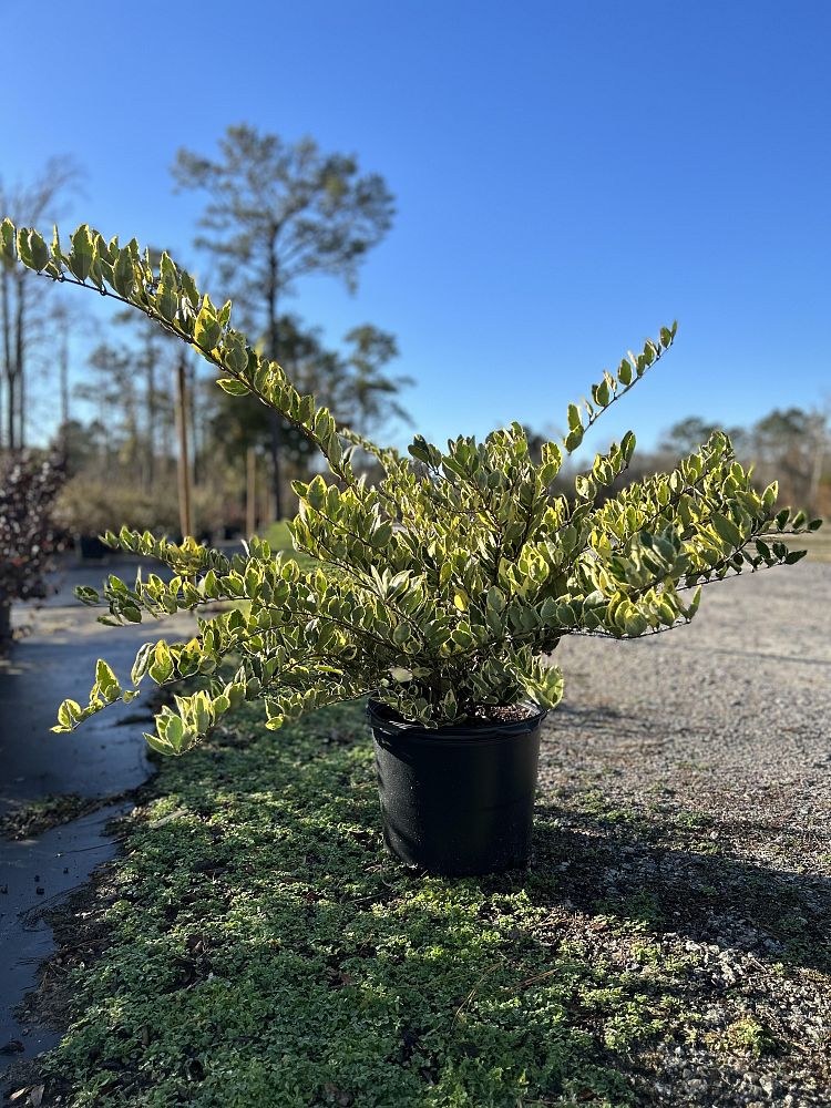 ligustrum-japonicum-jack-frost-japanese-privet-wax-leaf-ligustrum