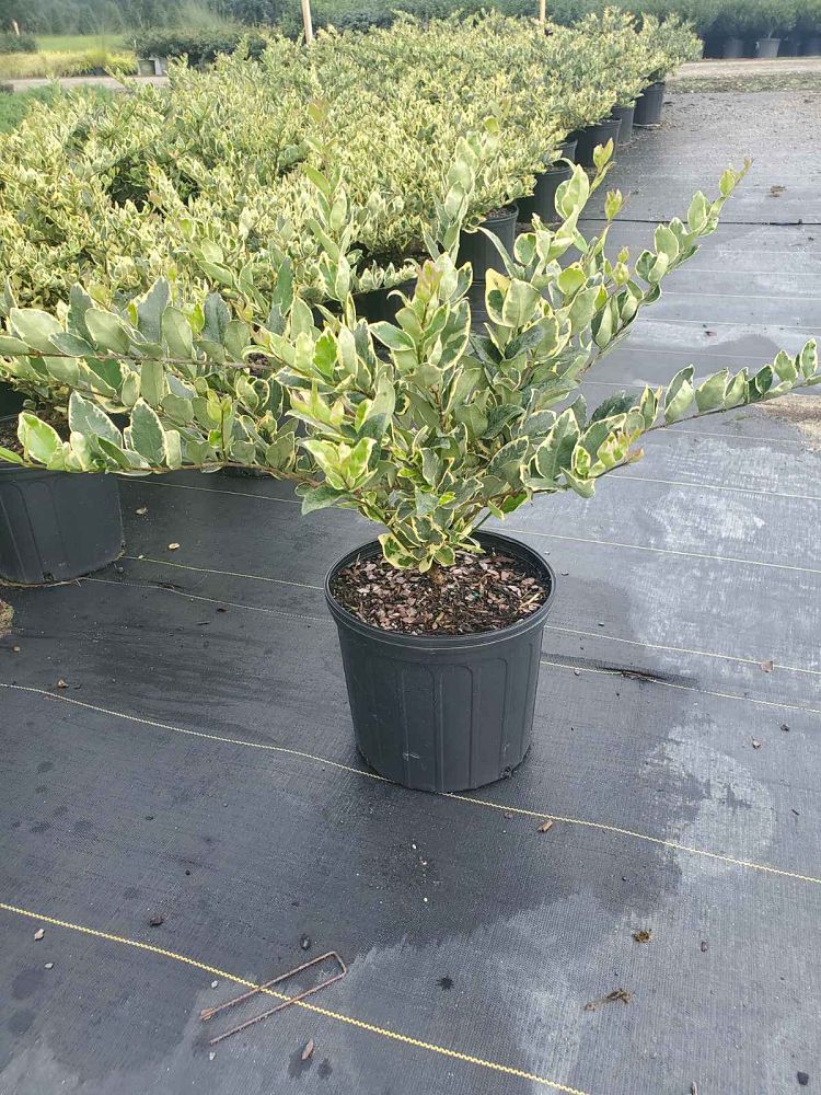 ligustrum-japonicum-jack-frost-japanese-privet-wax-leaf-ligustrum