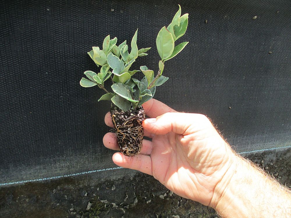 ligustrum-japonicum-jack-frost-japanese-privet-wax-leaf-ligustrum