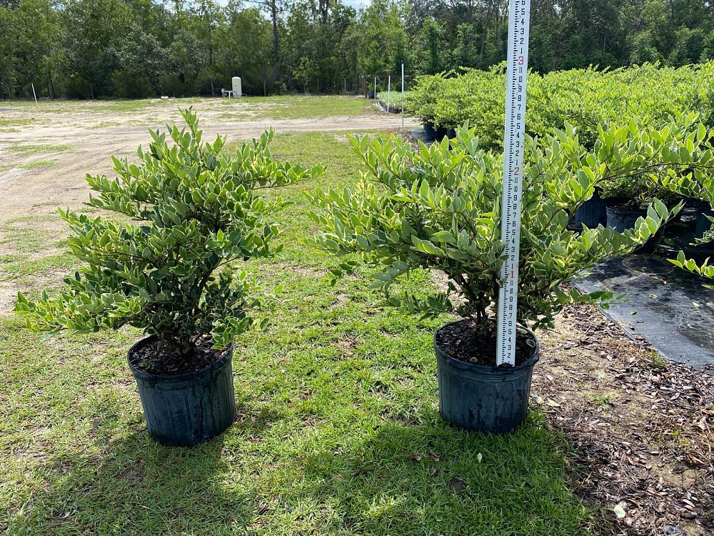ligustrum-japonicum-jack-frost-japanese-privet-wax-leaf-ligustrum