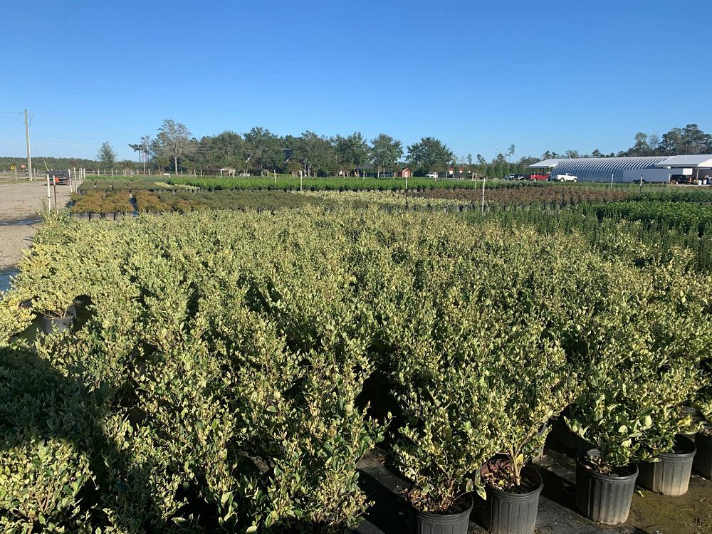 ligustrum-japonicum-jack-frost-japanese-privet-wax-leaf-ligustrum