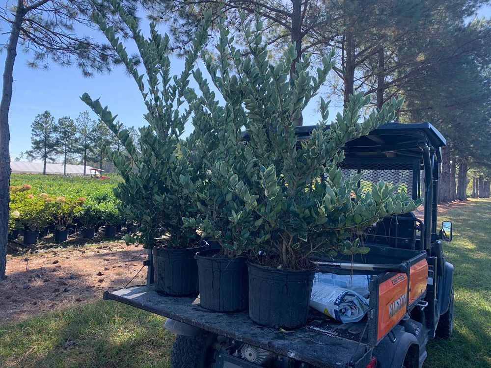 ligustrum-japonicum-jack-frost-japanese-privet-wax-leaf-ligustrum