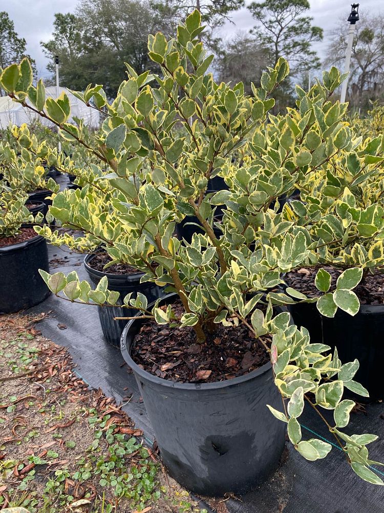 ligustrum-japonicum-jack-frost-japanese-privet-wax-leaf-ligustrum