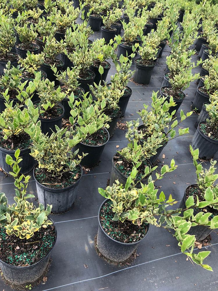 ligustrum-japonicum-jack-frost-japanese-privet-wax-leaf-ligustrum