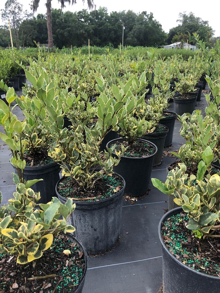 ligustrum-japonicum-jack-frost-japanese-privet-wax-leaf-ligustrum