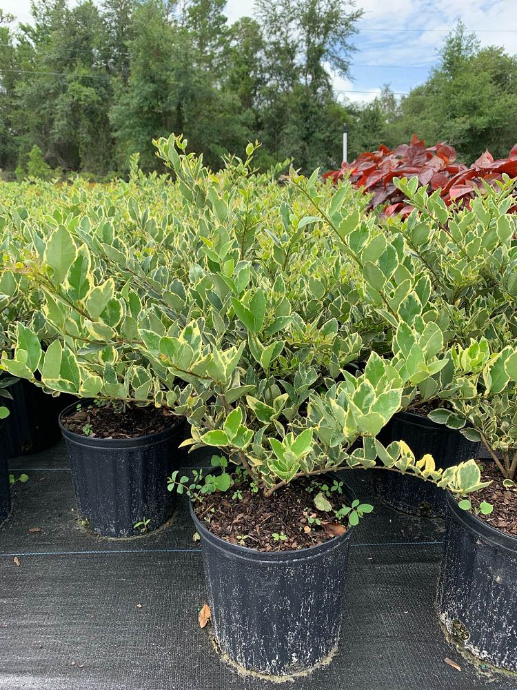ligustrum-japonicum-jack-frost-japanese-privet-wax-leaf-ligustrum