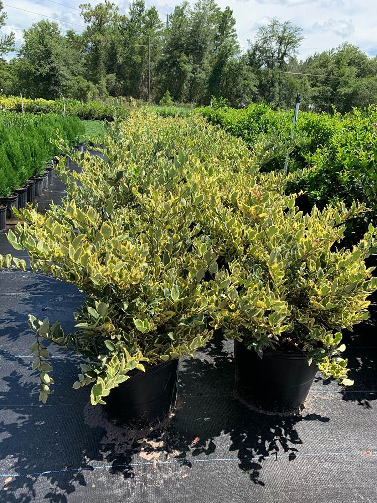 ligustrum-japonicum-jack-frost-japanese-privet-wax-leaf-ligustrum