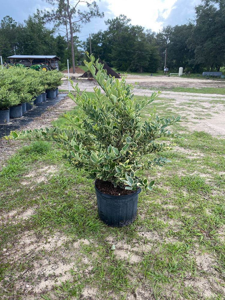 ligustrum-japonicum-jack-frost-japanese-privet-wax-leaf-ligustrum