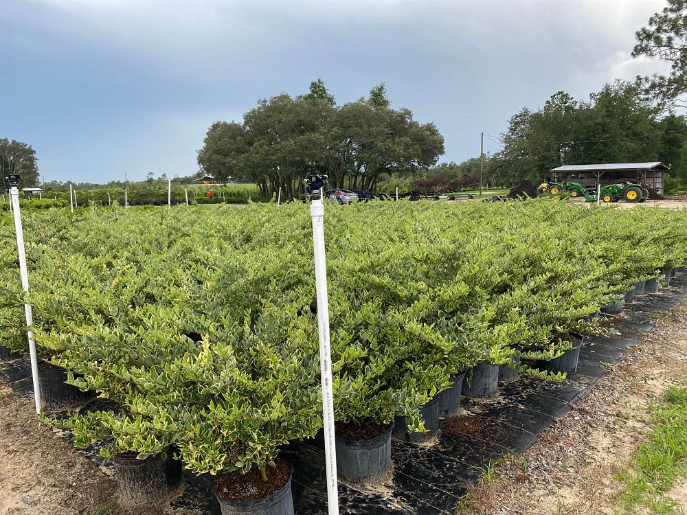 ligustrum-japonicum-jack-frost-japanese-privet-wax-leaf-ligustrum