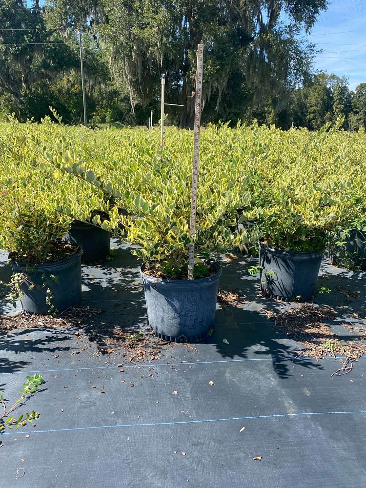 ligustrum-japonicum-jack-frost-japanese-privet-wax-leaf-ligustrum