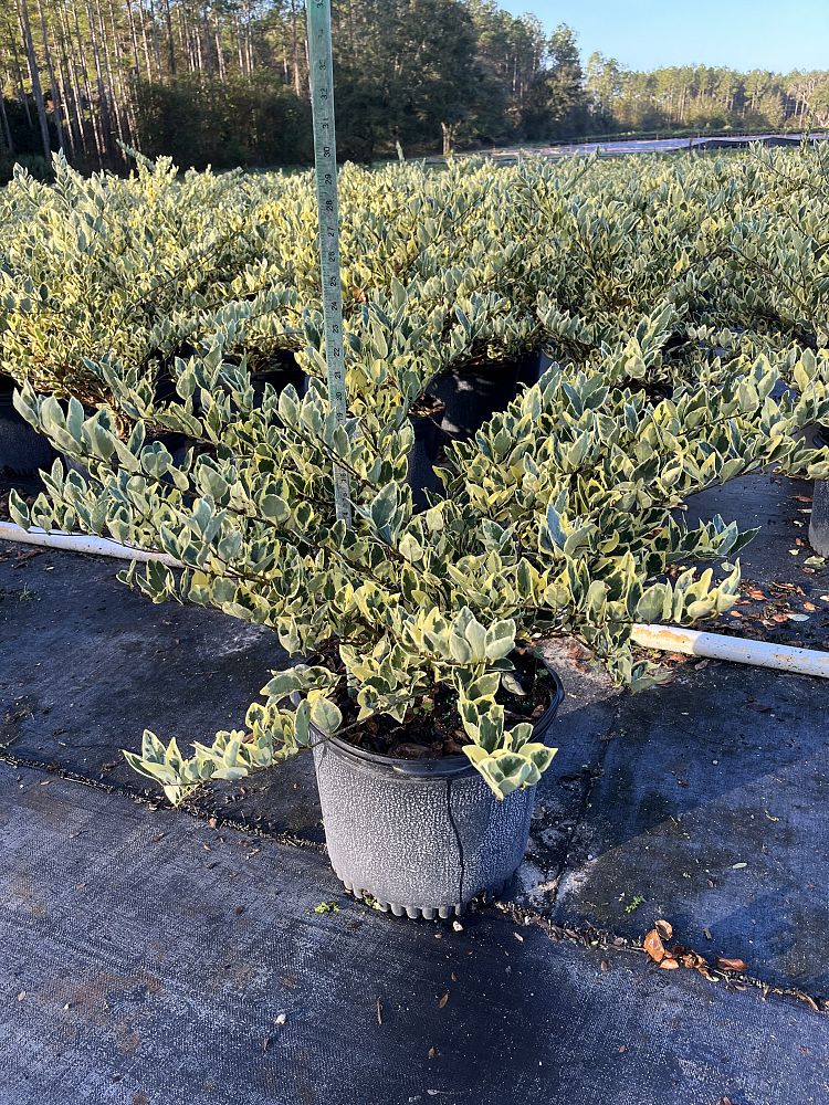ligustrum-japonicum-jack-frost-japanese-privet-wax-leaf-ligustrum