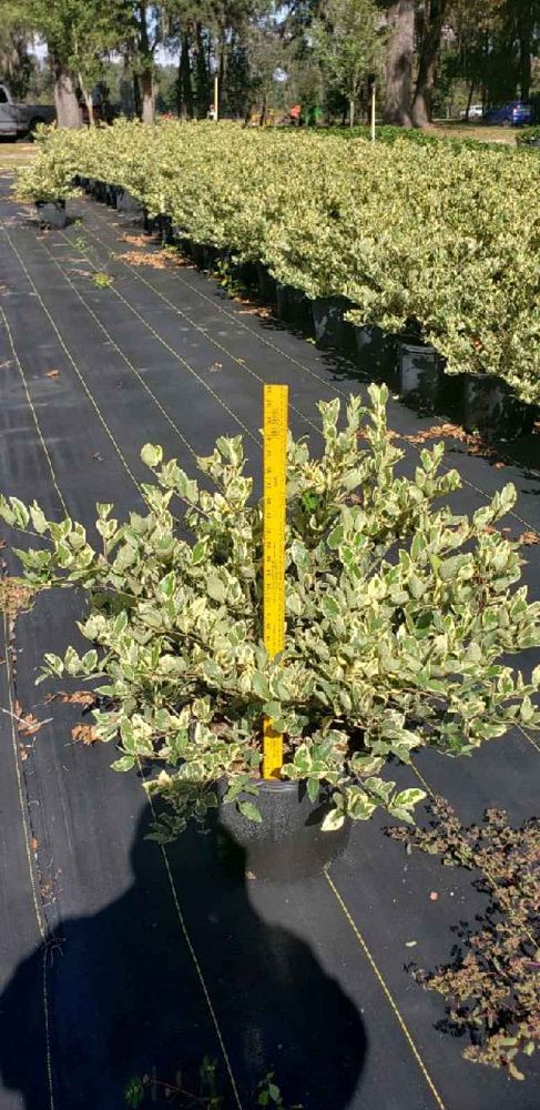 ligustrum-japonicum-jack-frost-japanese-privet-wax-leaf-ligustrum