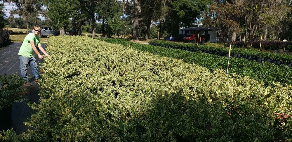 ligustrum-japonicum-jack-frost-japanese-privet-wax-leaf-ligustrum