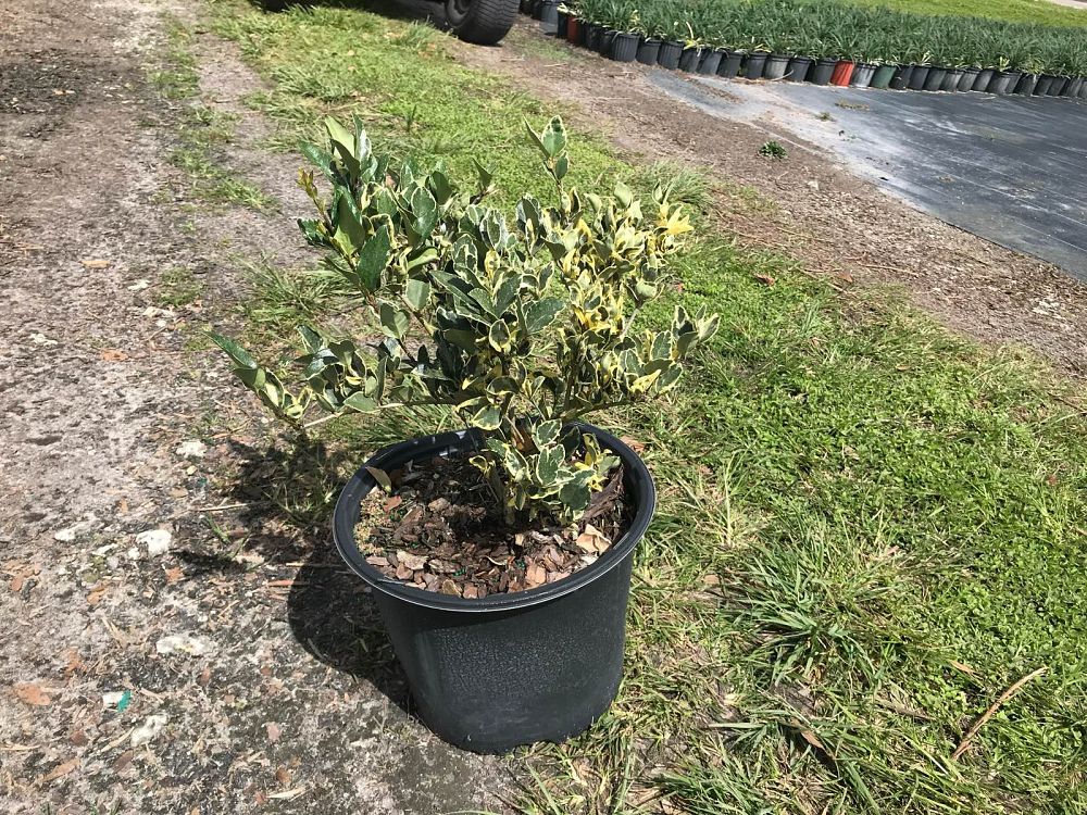 ligustrum-japonicum-jack-frost-japanese-privet-wax-leaf-ligustrum