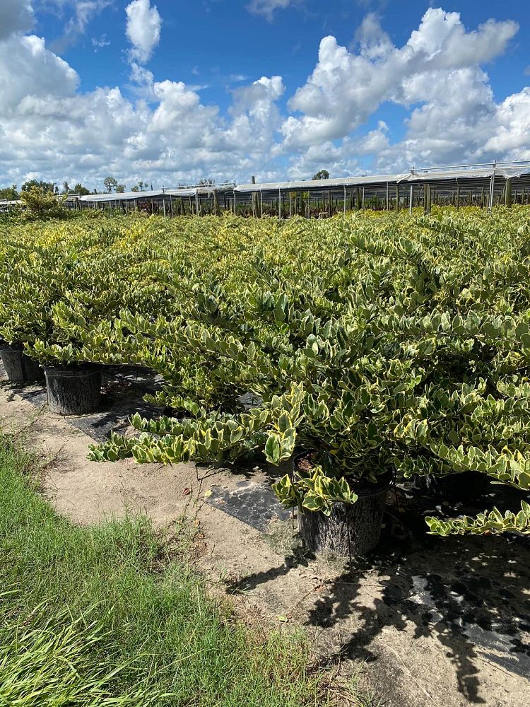 ligustrum-japonicum-jack-frost-japanese-privet-wax-leaf-ligustrum