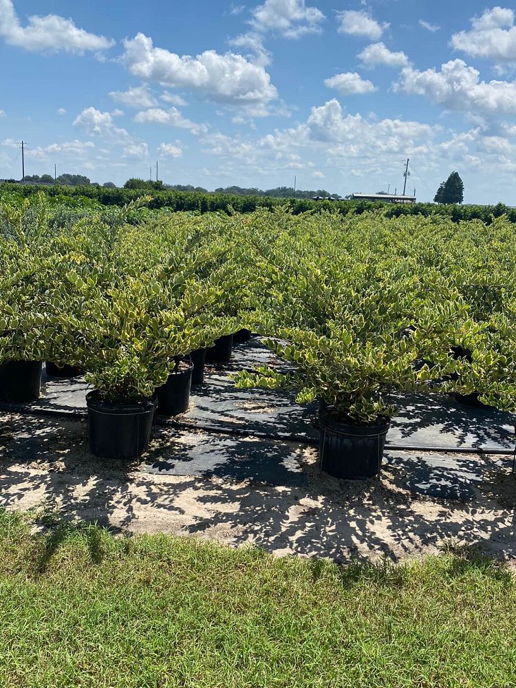 ligustrum-japonicum-jack-frost-japanese-privet-wax-leaf-ligustrum