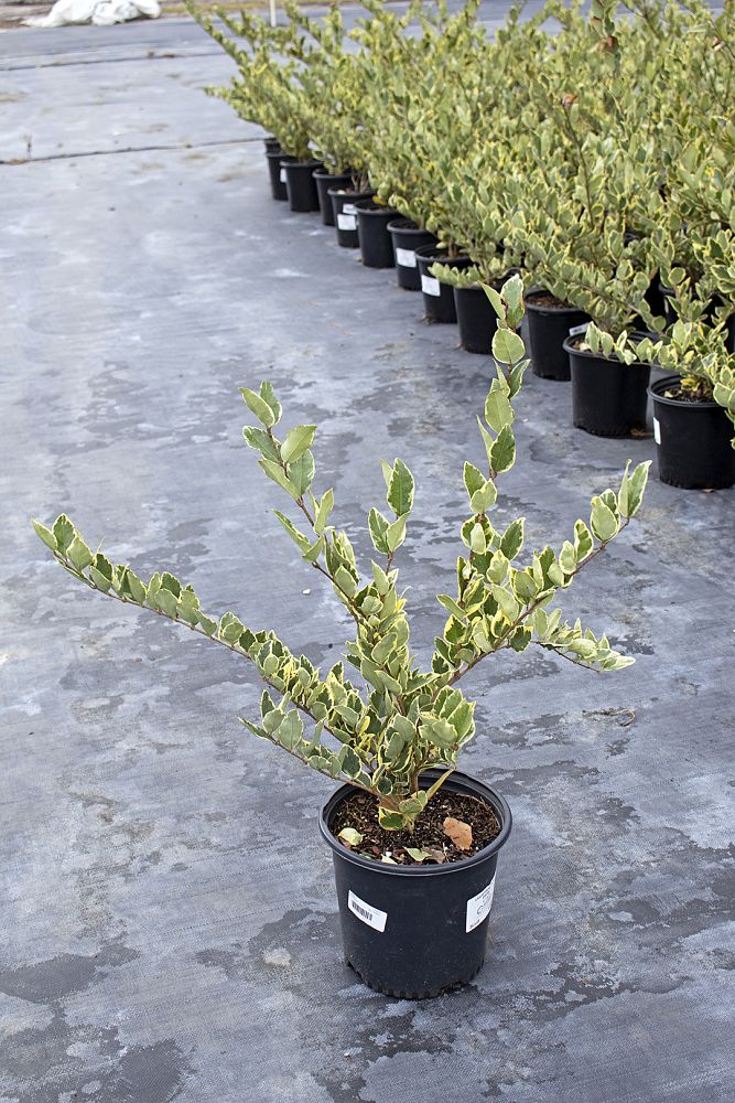 ligustrum-japonicum-jack-frost-japanese-privet-wax-leaf-ligustrum