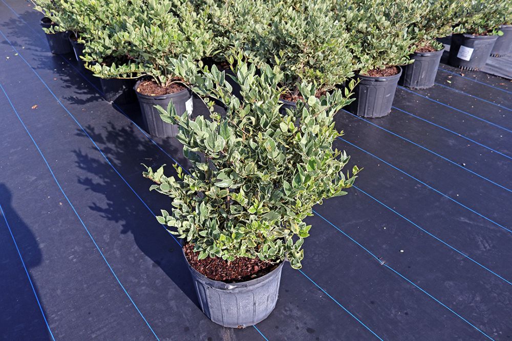 ligustrum-japonicum-jack-frost-japanese-privet-wax-leaf-ligustrum