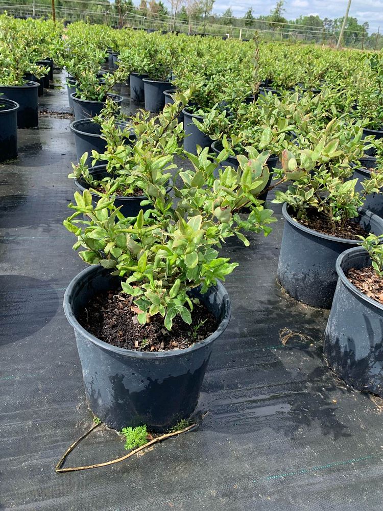ligustrum-japonicum-jack-frost-japanese-privet-wax-leaf-ligustrum