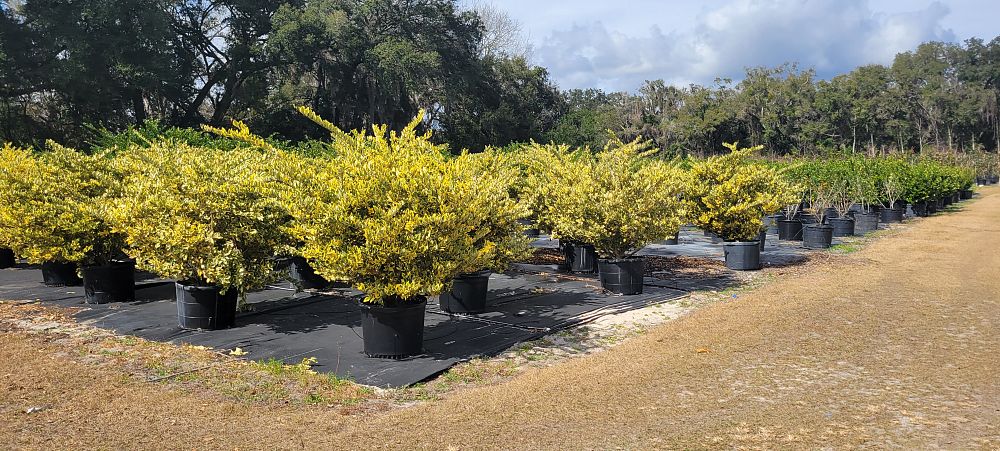 ligustrum-japonicum-jack-frost-japanese-privet-wax-leaf-ligustrum