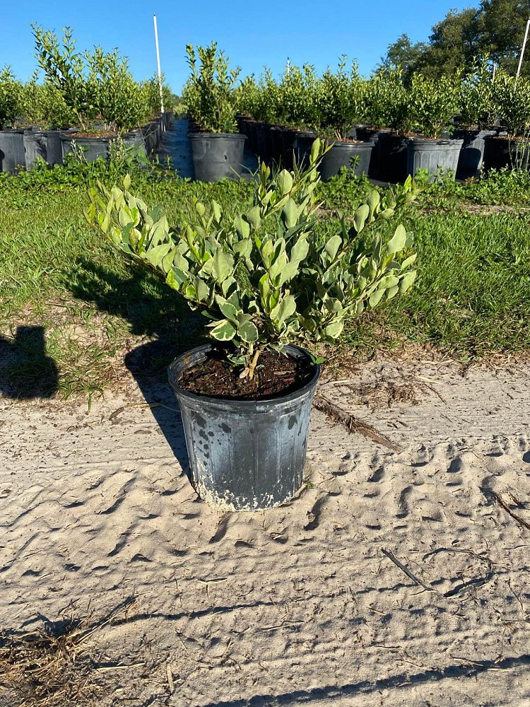 ligustrum-japonicum-jack-frost-japanese-privet-wax-leaf-ligustrum