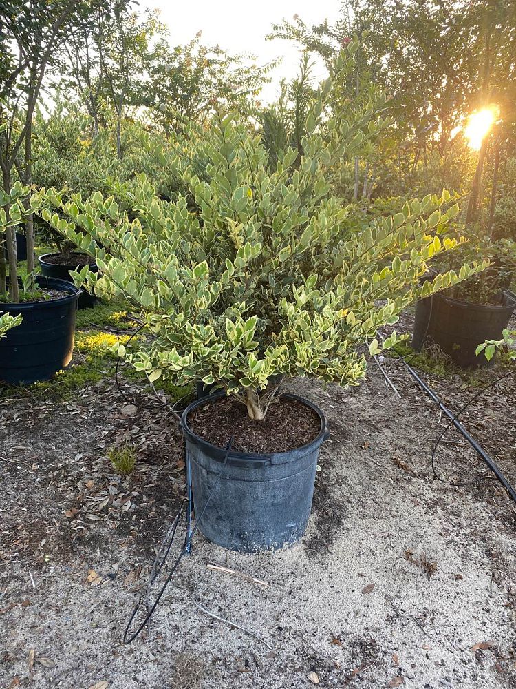 ligustrum-japonicum-jack-frost-japanese-privet-wax-leaf-ligustrum