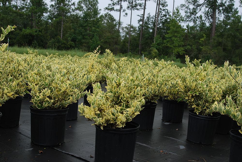 ligustrum-japonicum-jack-frost-japanese-privet-wax-leaf-ligustrum