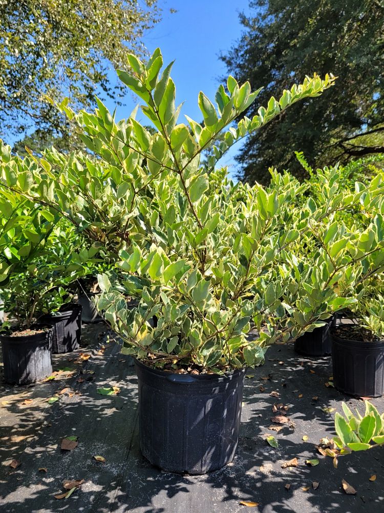 ligustrum-japonicum-jack-frost-japanese-privet-wax-leaf-ligustrum