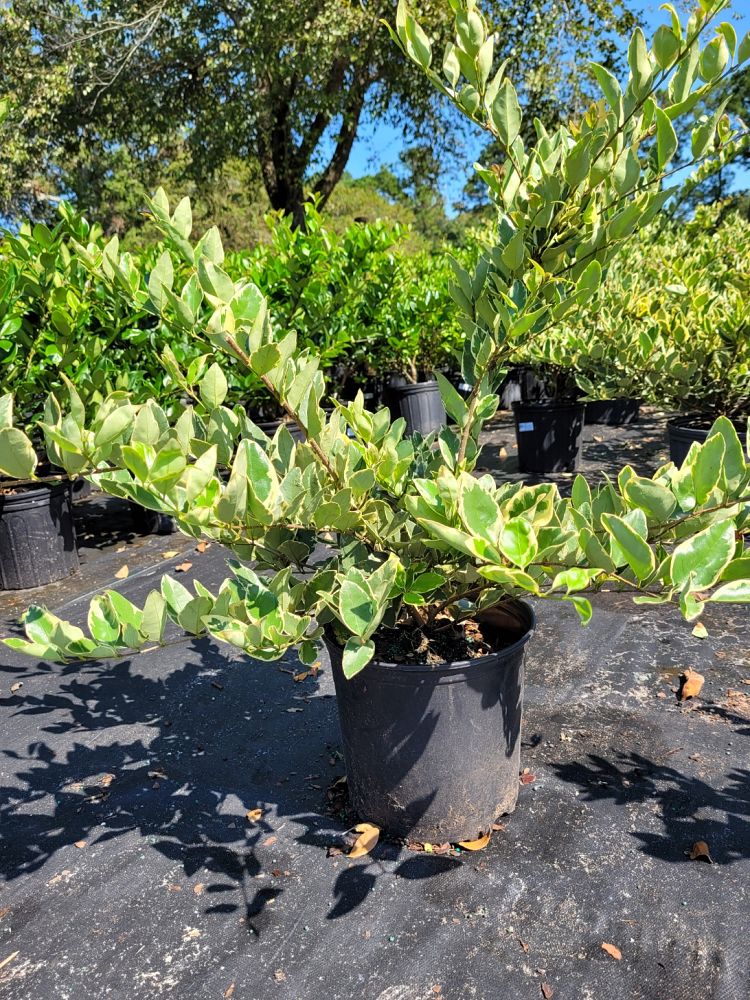 ligustrum-japonicum-jack-frost-japanese-privet-wax-leaf-ligustrum