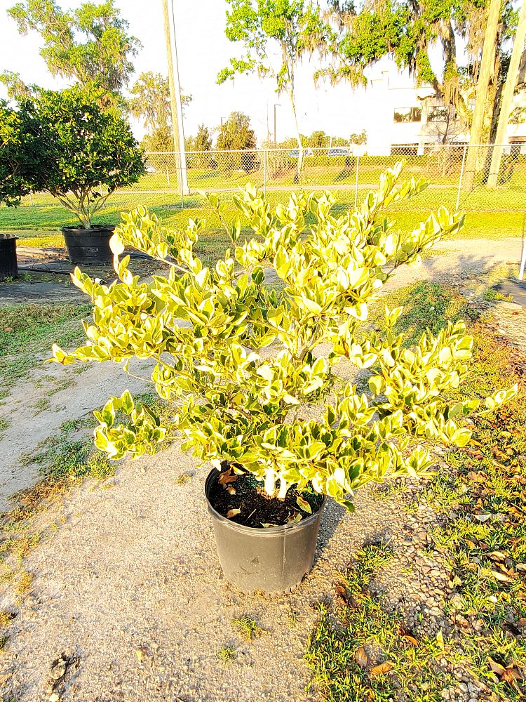 ligustrum-japonicum-jack-frost-japanese-privet-wax-leaf-ligustrum