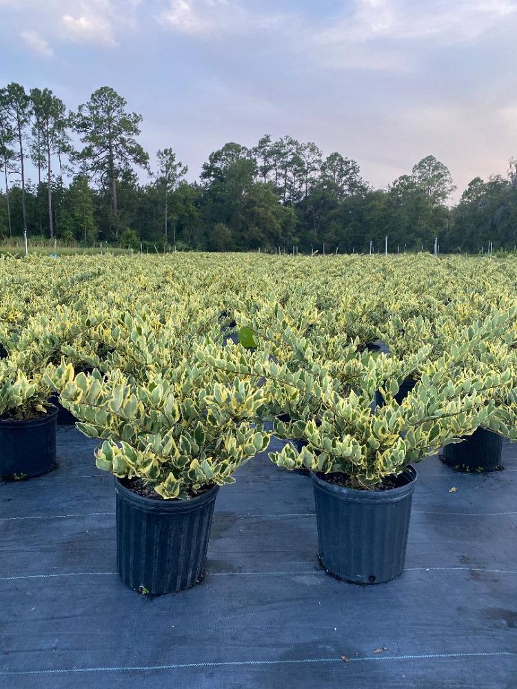 ligustrum-japonicum-jack-frost-japanese-privet-wax-leaf-ligustrum