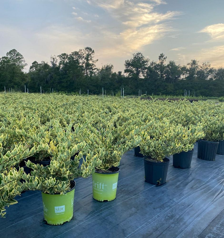 ligustrum-japonicum-jack-frost-japanese-privet-wax-leaf-ligustrum