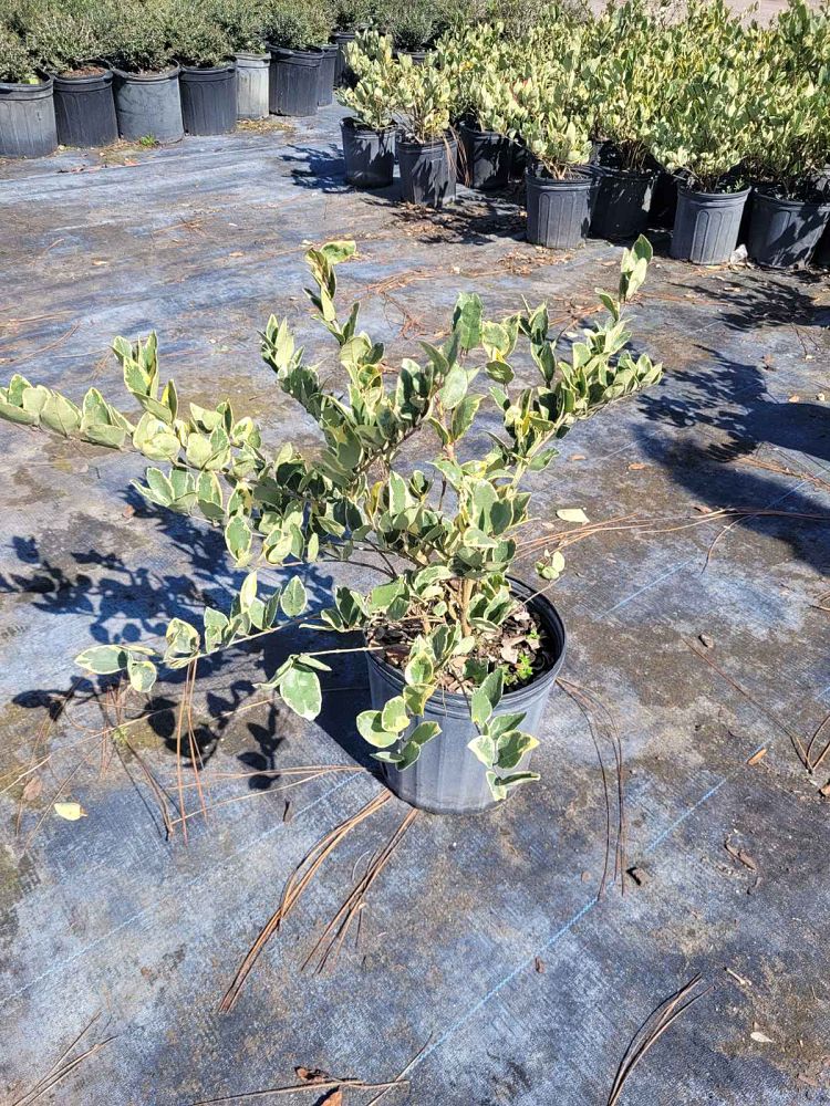 ligustrum-japonicum-jack-frost-japanese-privet-wax-leaf-ligustrum