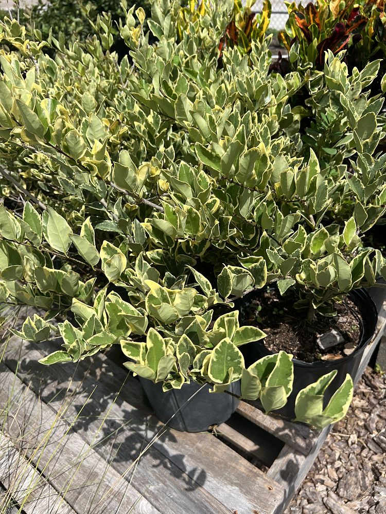 ligustrum-japonicum-jack-frost-japanese-privet-wax-leaf-ligustrum