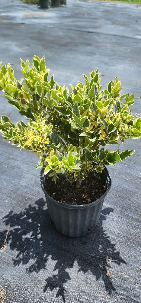 ligustrum-japonicum-jack-frost-japanese-privet-wax-leaf-ligustrum