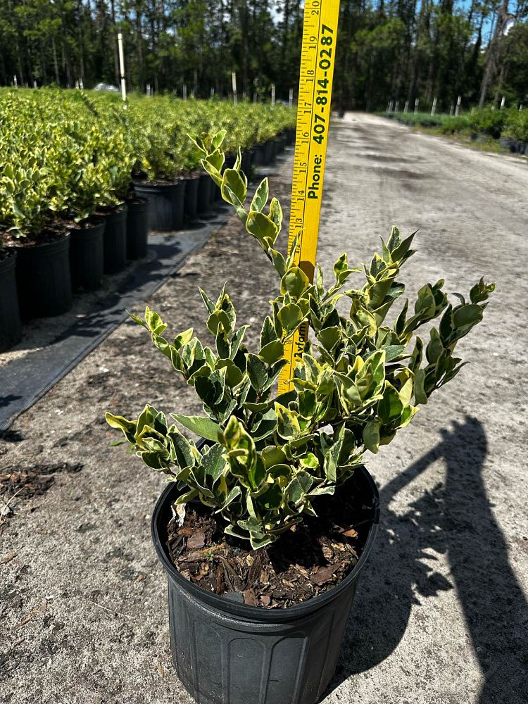 ligustrum-japonicum-jack-frost-japanese-privet-wax-leaf-ligustrum