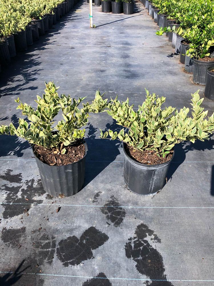 ligustrum-japonicum-jack-frost-japanese-privet-wax-leaf-ligustrum