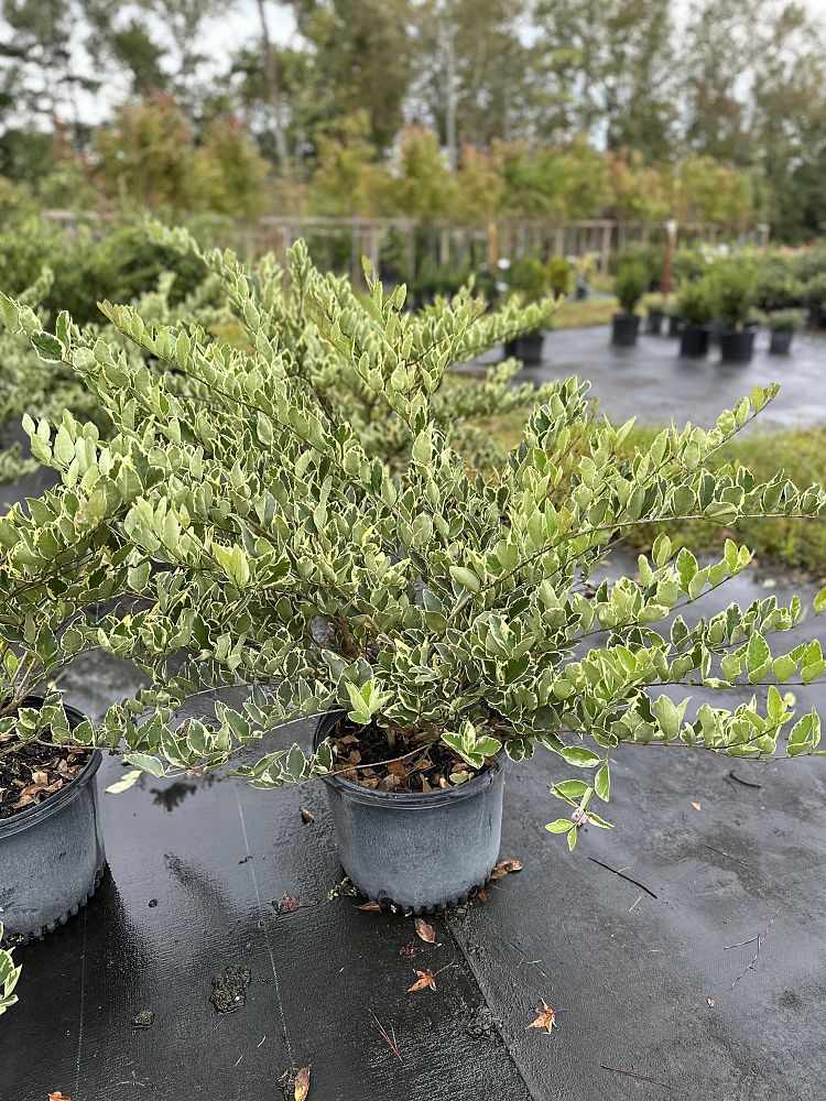 ligustrum-japonicum-jack-frost-japanese-privet-wax-leaf-ligustrum