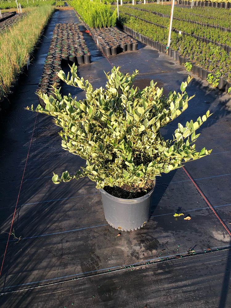 ligustrum-japonicum-jack-frost-japanese-privet-wax-leaf-ligustrum